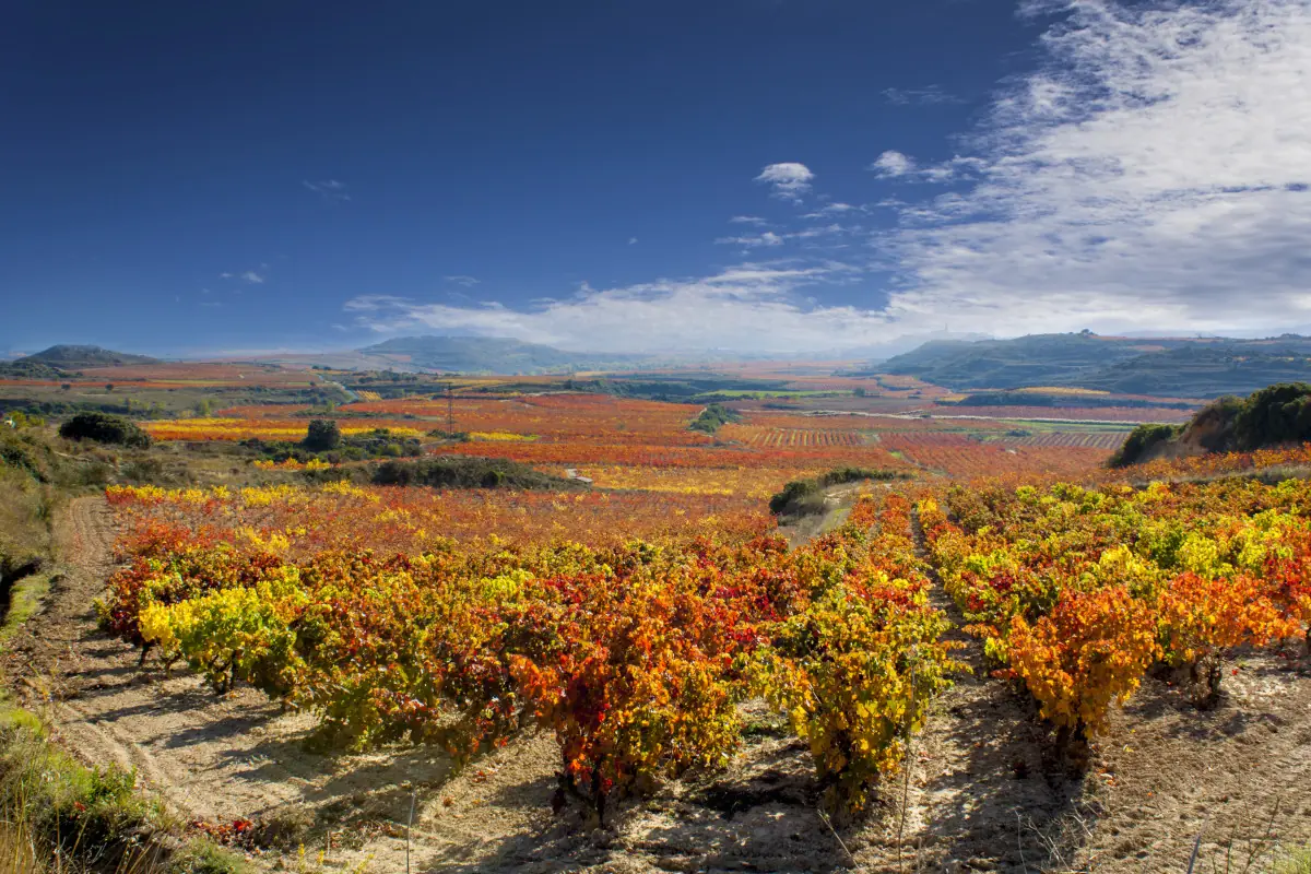 viñedos en la rioja